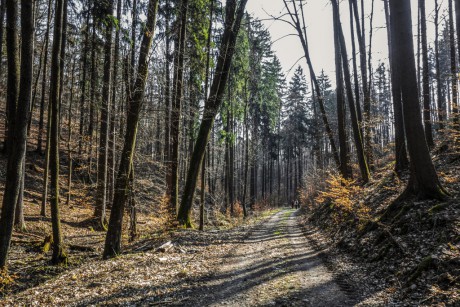 les i na jaře má svůj půvab a 2-4-2019